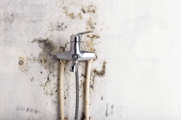 Best Professional Mold Removal  in Anoka, MN