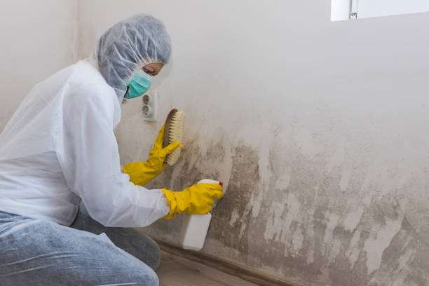 Best Toxic Mold Removal  in Anoka, MN
