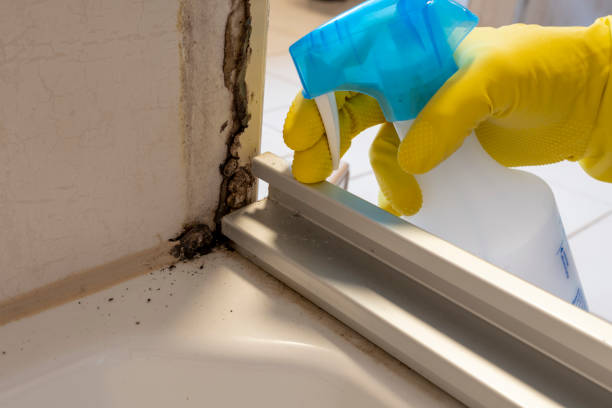 Mold Removal and Inspection in Anoka, MN