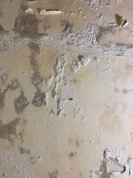 Best Commercial Mold Removal  in Anoka, MN