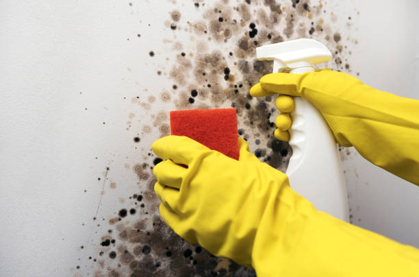 Best Mold Remediation  in Anoka, MN