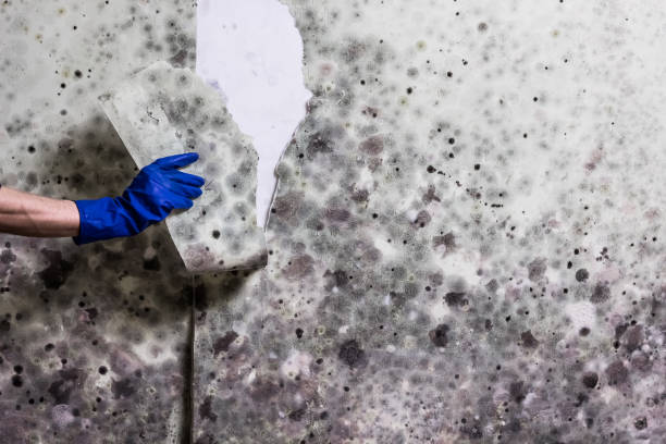 Best Emergency Mold Removal  in Anoka, MN