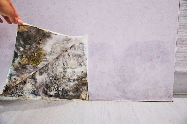 Best Black Mold Removal  in Anoka, MN